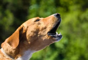 cachorro late demais no carro