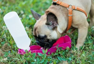 Acessórios úteis para acampar com cachorro