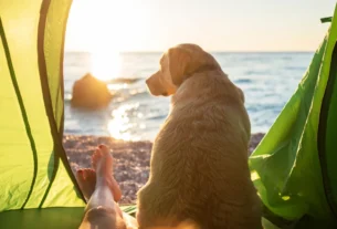Acampar com Cachorro e Evitar Insetos