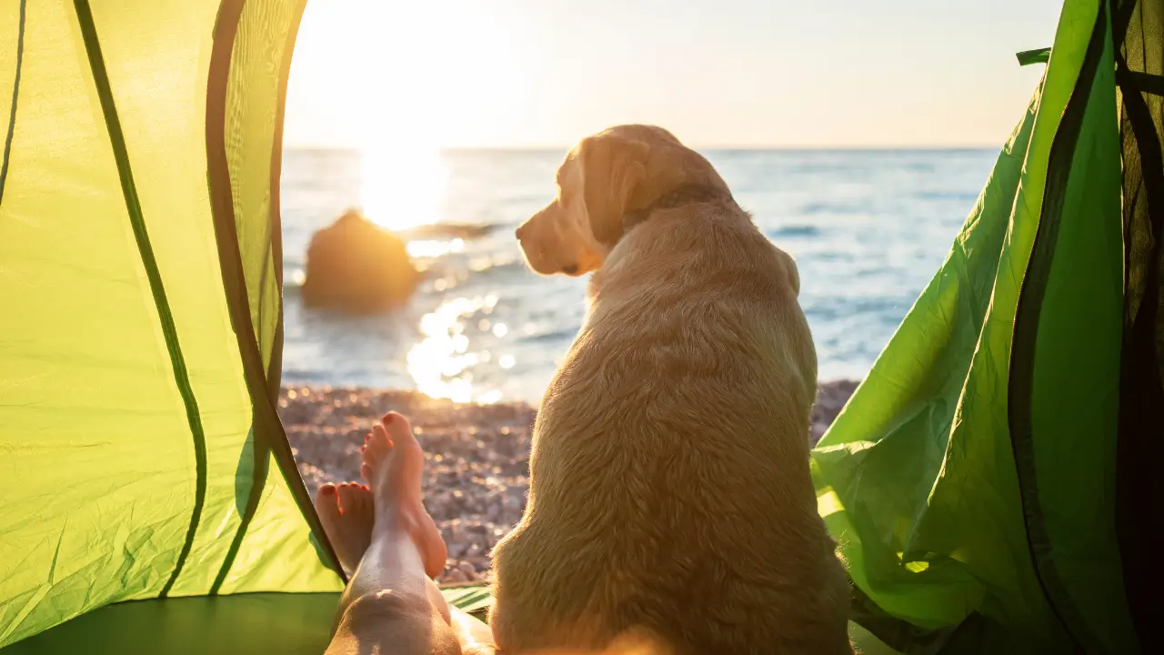 Acampar com Cachorro e Evitar Insetos