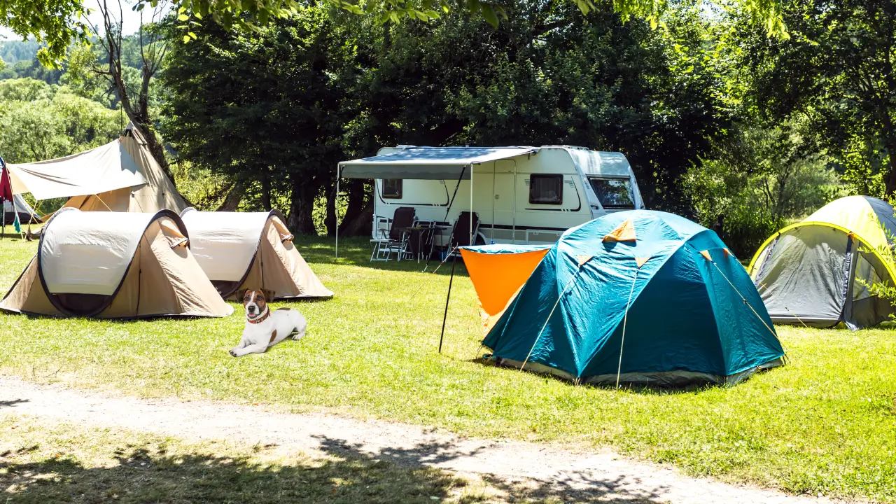 Acampar com Cachorro Fora do Brasil