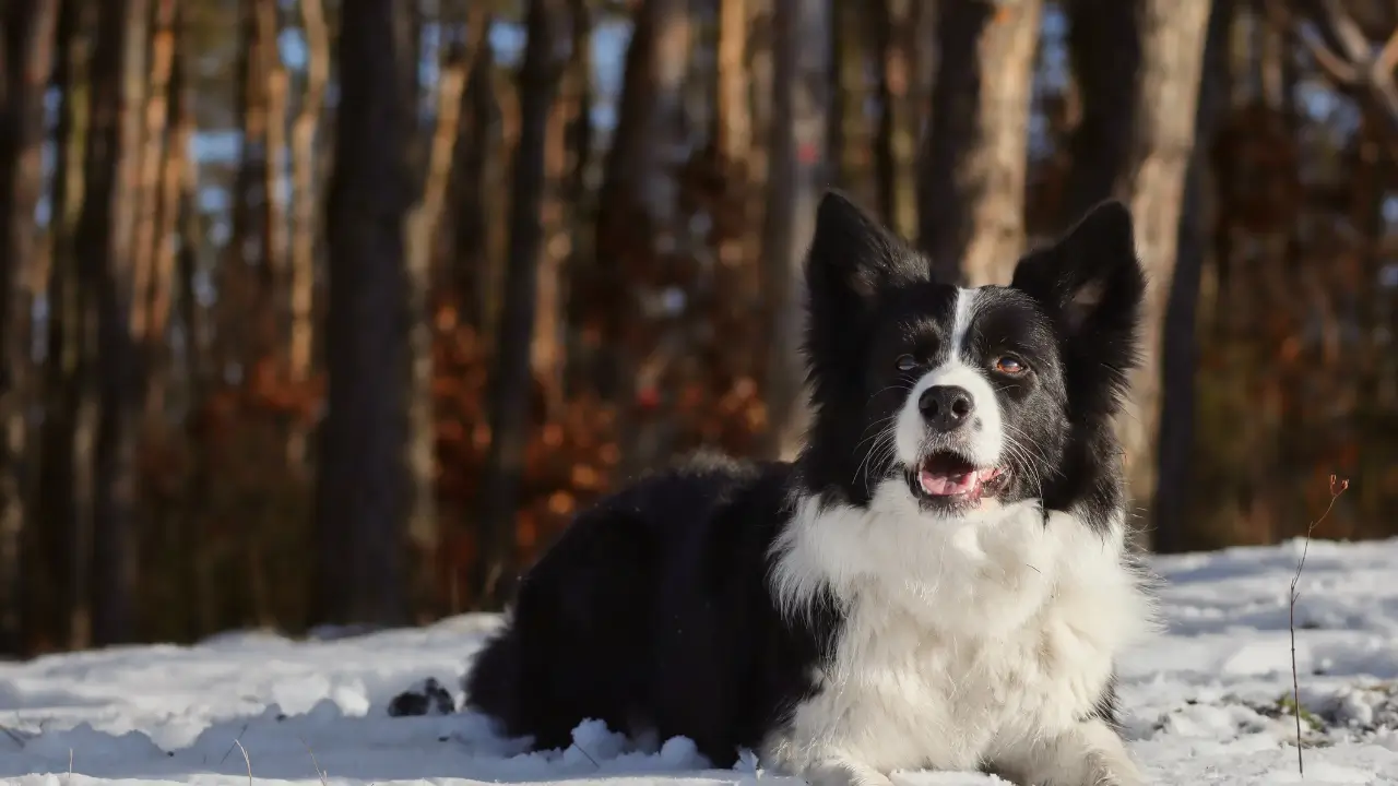 Acampar na Neve com Cachorro