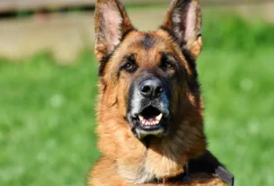 Acampar com Cachorro Porte Grande Agitado