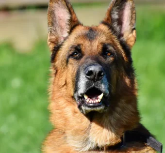 Acampar com Cachorro Porte Grande Agitado