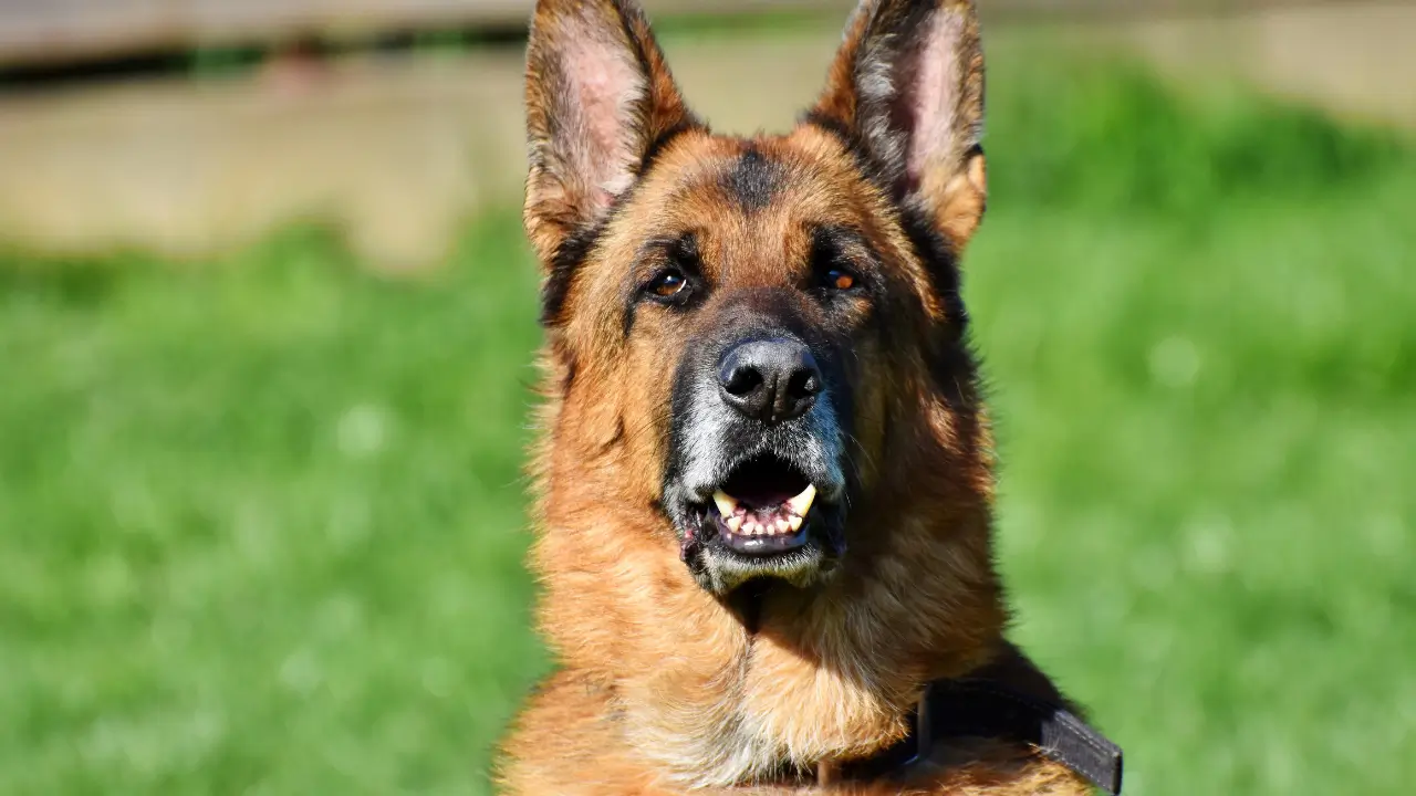 Acampar com Cachorro Porte Grande Agitado