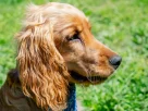 Trilha com Cachorro no Pedra Grande Adventure
