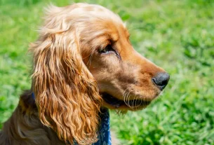 Trilha com Cachorro no Pedra Grande Adventure