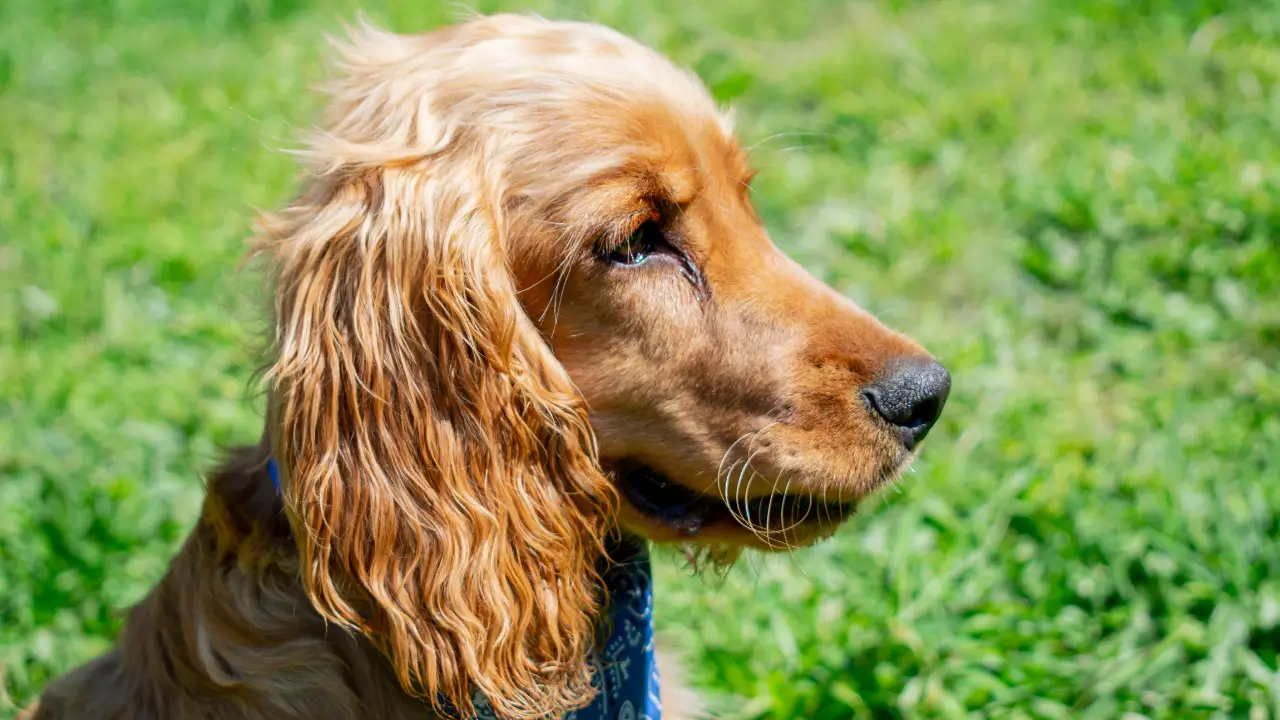 Trilha com Cachorro no Pedra Grande Adventure