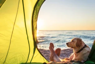 escolher o destino para acampar com cachorro