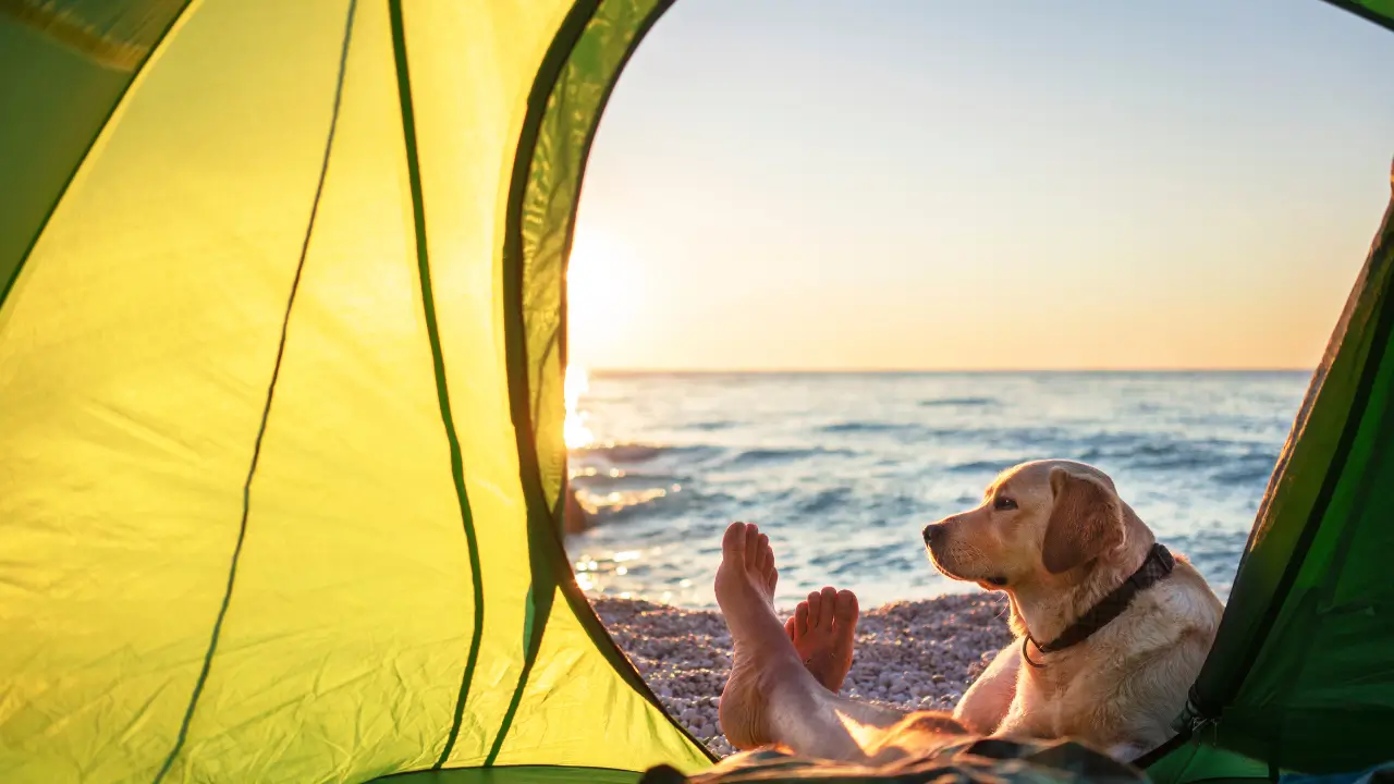 escolher o destino para acampar com cachorro