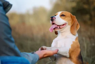 Adestrar 2 Cachorros para Acampar