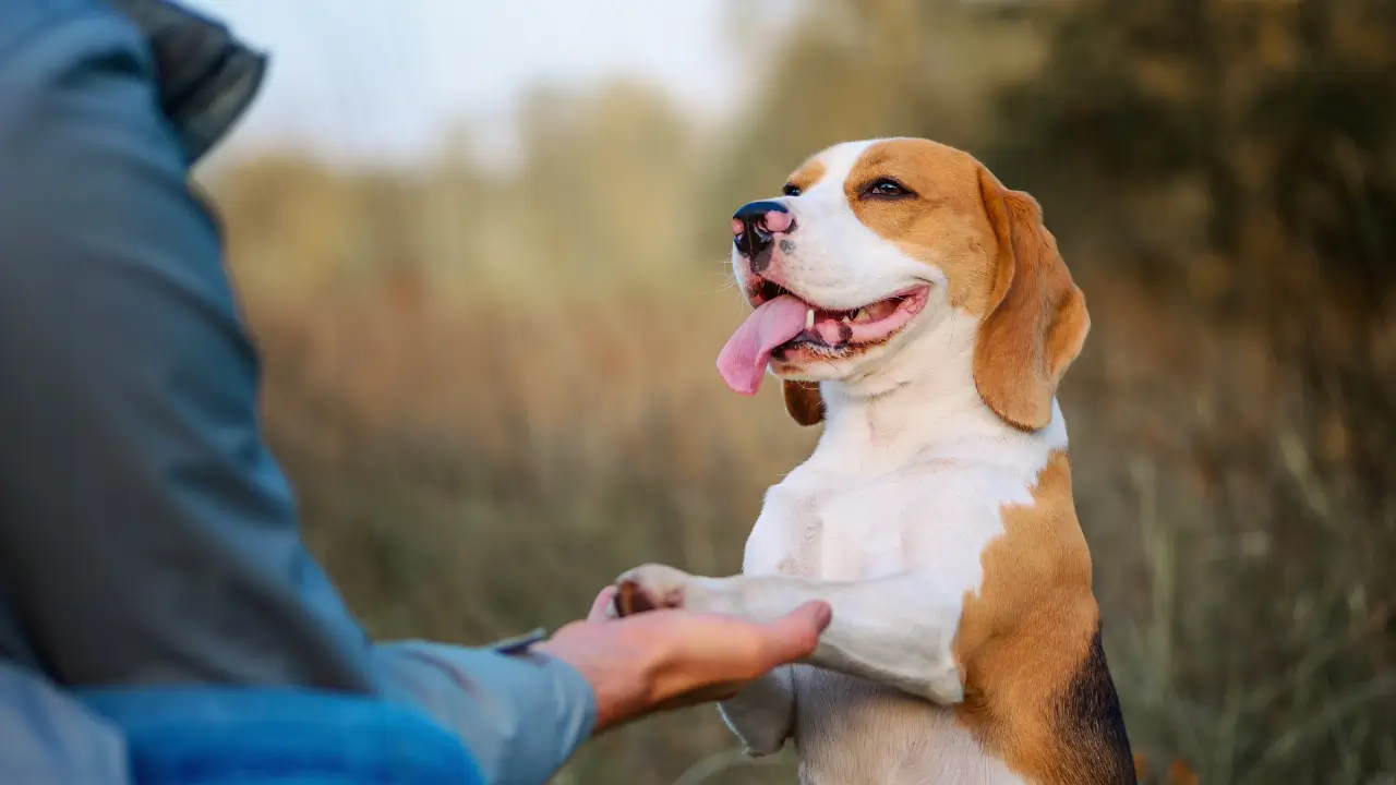 Adestrar 2 Cachorros para Acampar