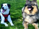 Acampar com Barraca e com 2 Cães