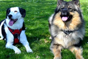 Acampar com Barraca e com 2 Cães