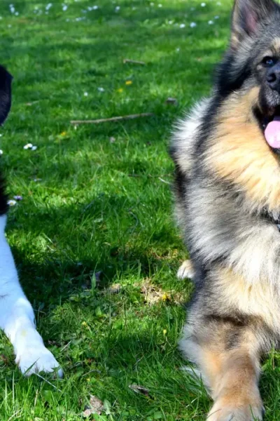 Acampar com Barraca e com 2 Cães