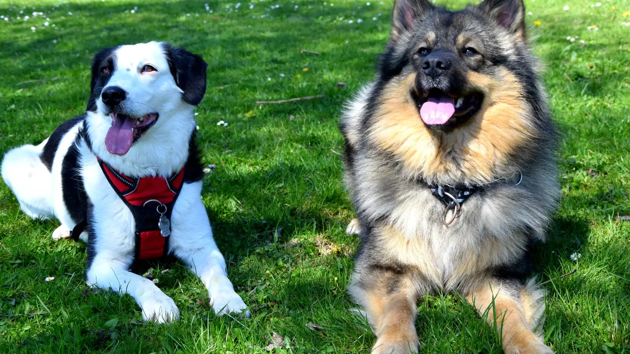Acampar com Barraca e com 2 Cães