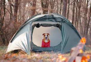 Barraca Limpa ao Acampar com Cachorro