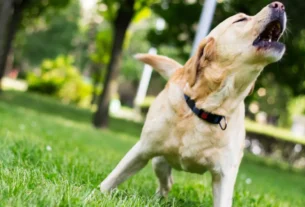 Reduzir Latidos de Cachorro ao Acampar no Brasil