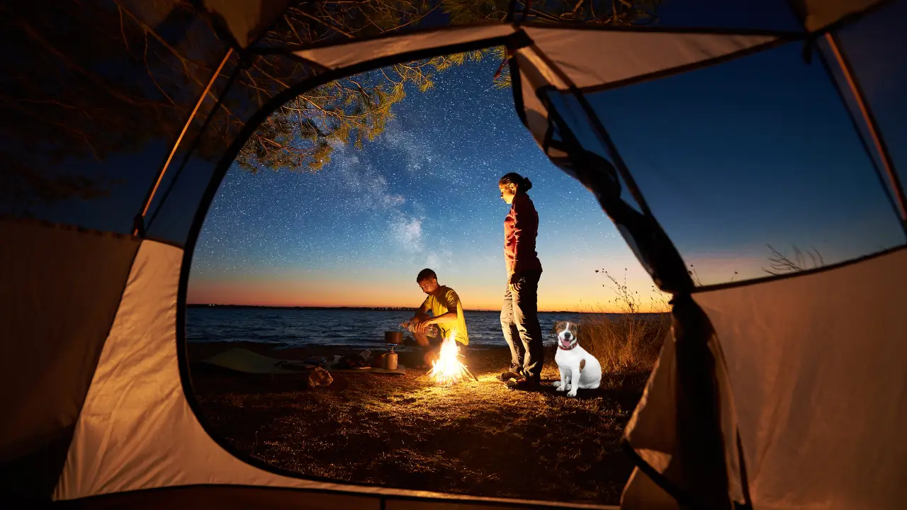espaço do cachorro seco e sem insetos no camping