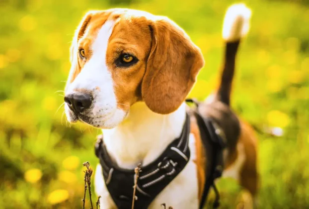 Guia e Peitoral para Acampar com Cachorro