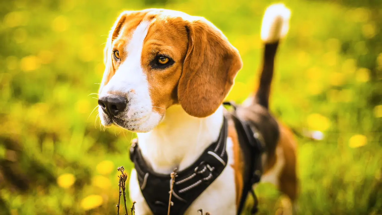 Guia e Peitoral para Acampar com Cachorro