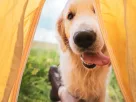 Acostumar Cachorro na Barraca para Dormir