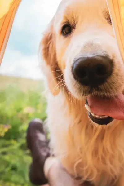 Acostumar Cachorro na Barraca para Dormir