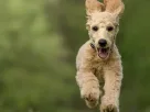Equipamentos para Camping com Cachorros Pequenos
