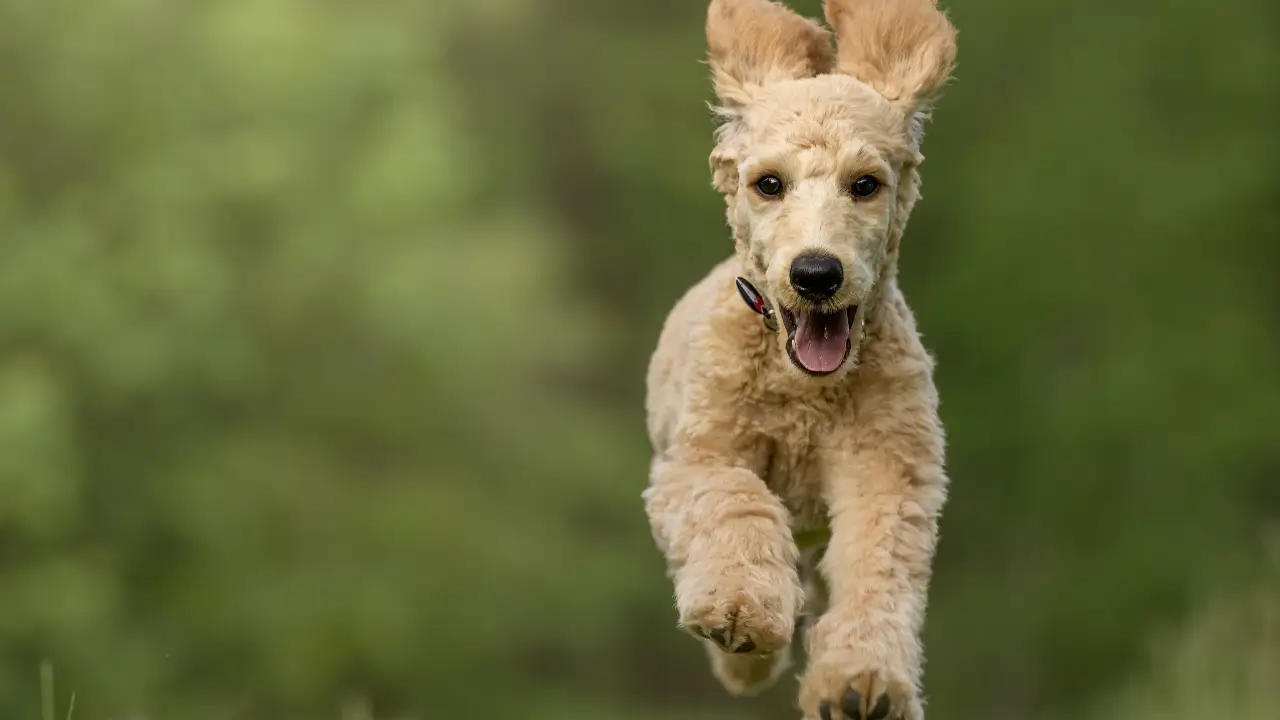 Equipamentos para Camping com Cachorros Pequenos