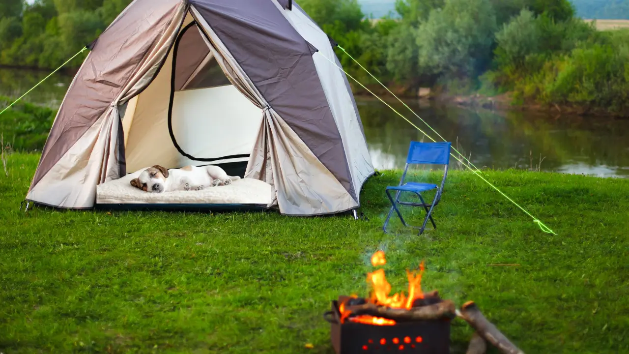 Fazer cama de cachorro com cobertor ao acampar