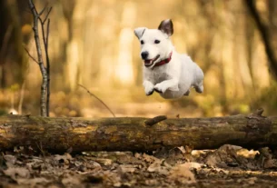ritmo ideal de trilha para o cachorro