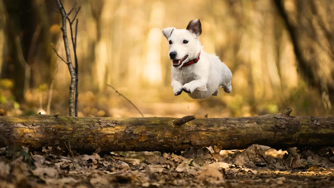 ritmo ideal de trilha para o cachorro