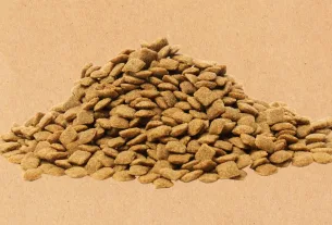 Comedouro Prático para Cachorro Acampar