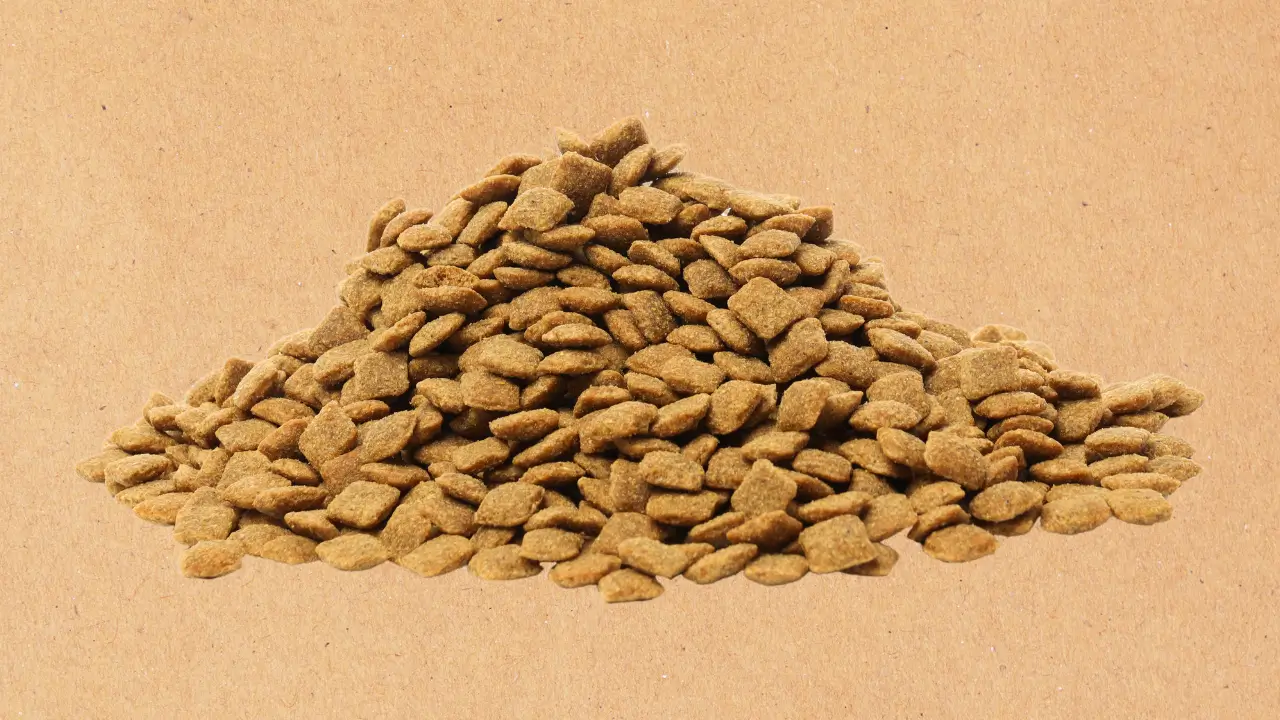 Comedouro Prático para Cachorro Acampar