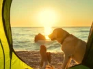 Como Escolher Barracas para Cães Grandes