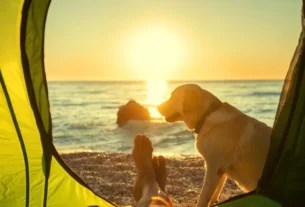 Como Escolher Barracas para Cães Grandes