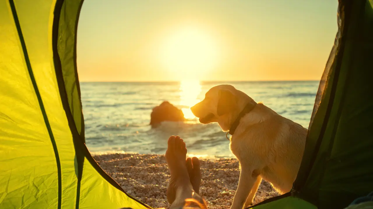 Como Escolher Barracas para Cães Grandes