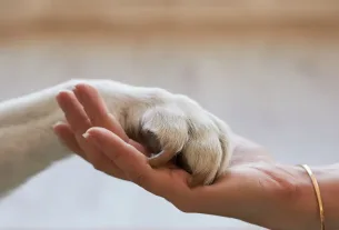 Proteger as Patas do Cachorro em Terrenos Irregulares