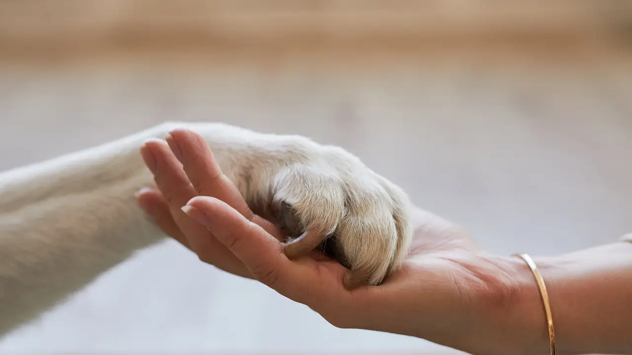 Proteger as Patas do Cachorro em Terrenos Irregulares