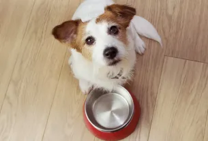 Alimentar O Cachorro no Camping