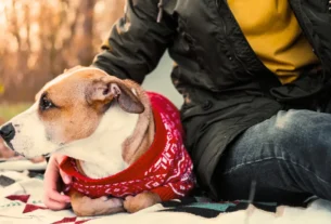 Proteger o Cachorro do Vento Forte no Camping