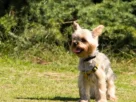 Acampar com Cães de Raça Pequena em Terreno Irregular