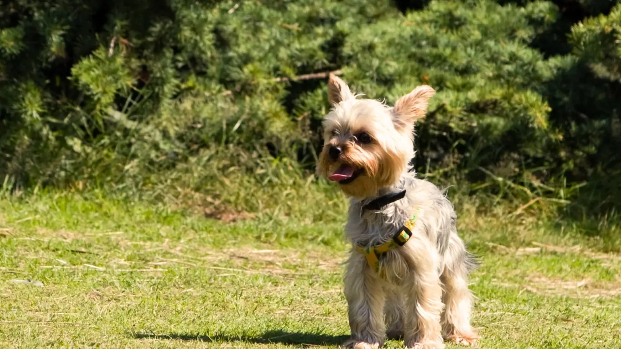 Acampar com Cães de Raça Pequena em Terreno Irregular